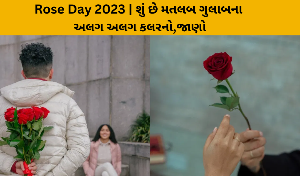 Rose Day 2023 What is the meaning of different colors of roses