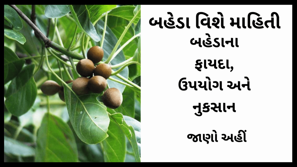 Baheda In Gujarati