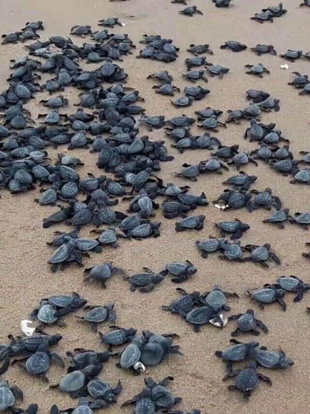 olive ridley turtles (2)